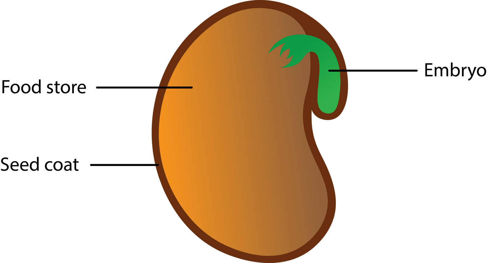 How Plants Grow, 6 Interesting Stages a Plant Goes Through plants LearningMole plants LearningMole