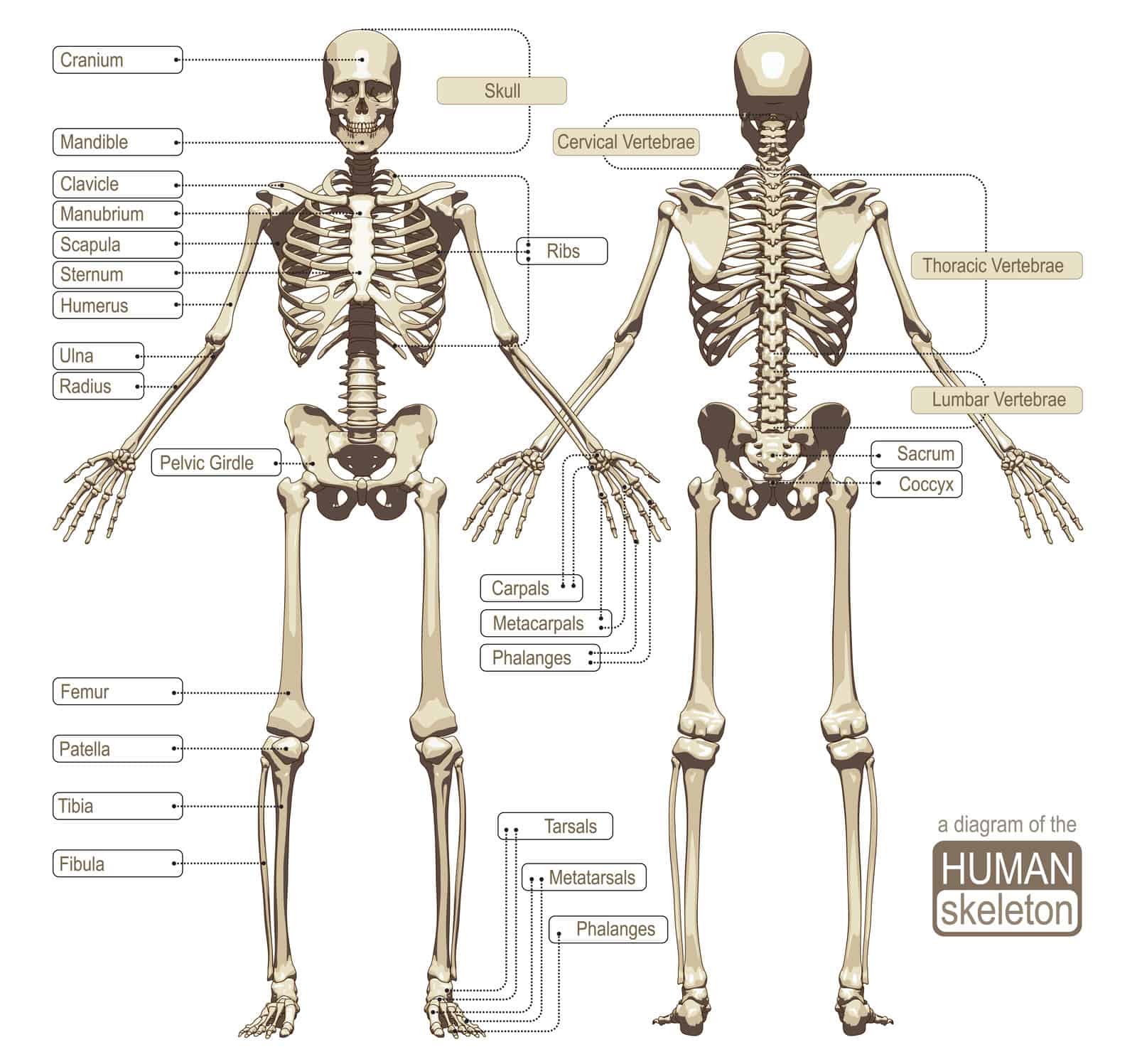 The skeletal system.