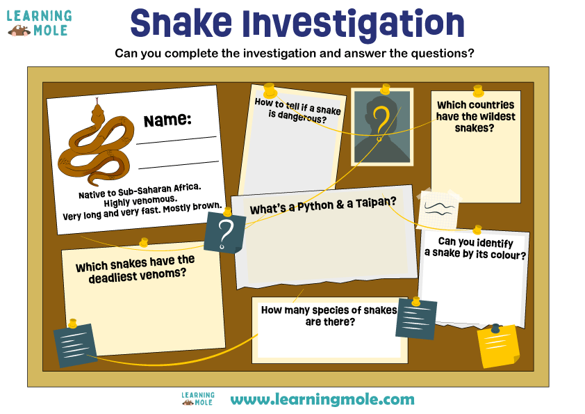 Snakes Activity