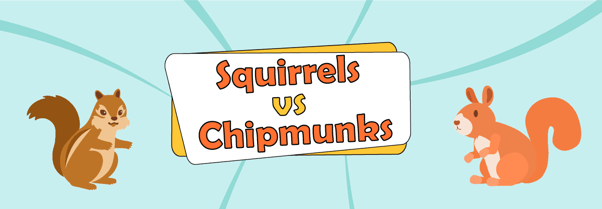 Squirrels vs Chipmunks: 3 Amazing Similarities and Differences Between the Two Cute Rodents