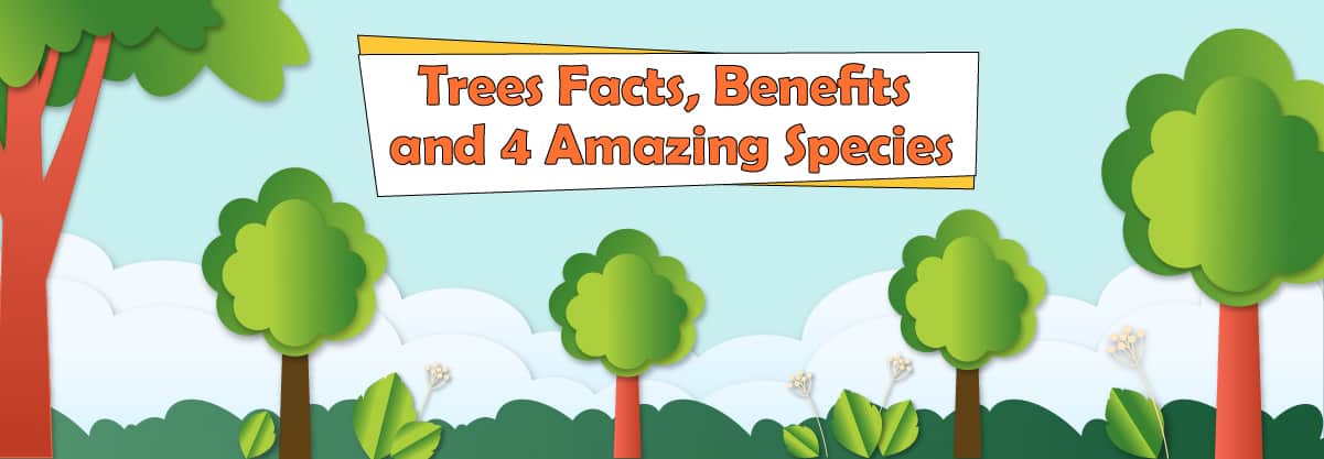 Trees Facts, Benefits and 4 Amazing Species