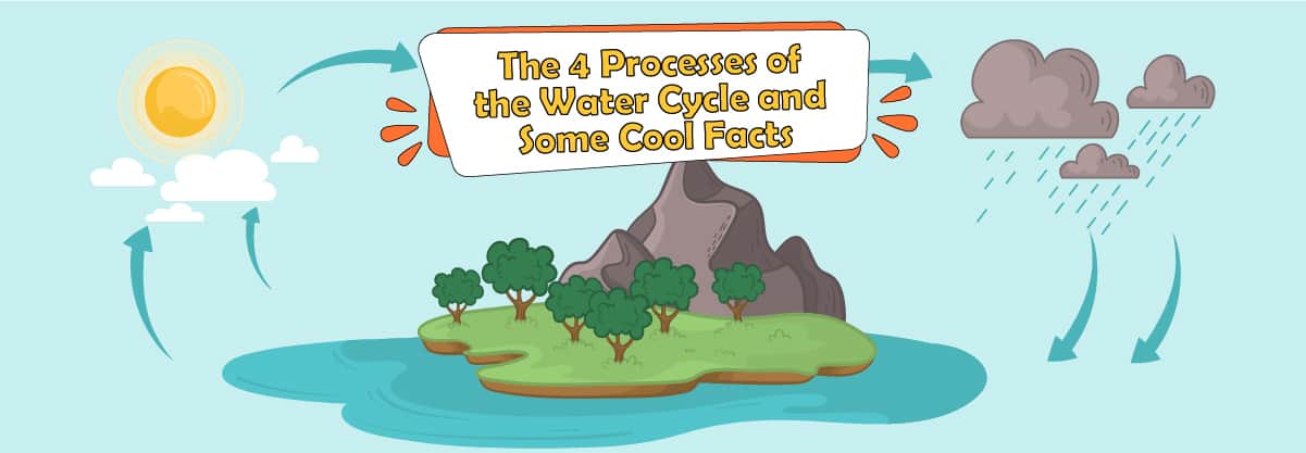 The 4 Processes of the Water Cycle and Some Cool Facts