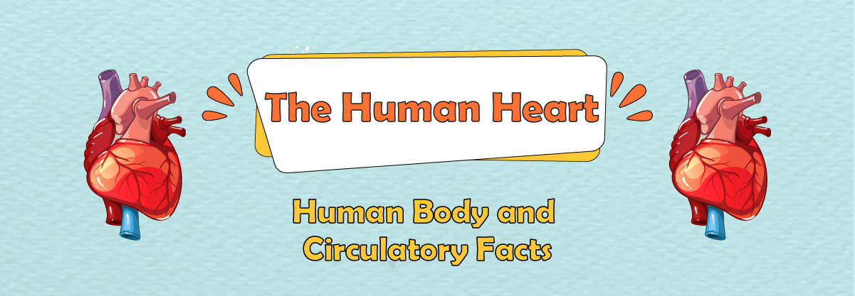 The Human Heart and the Cardiovascular System