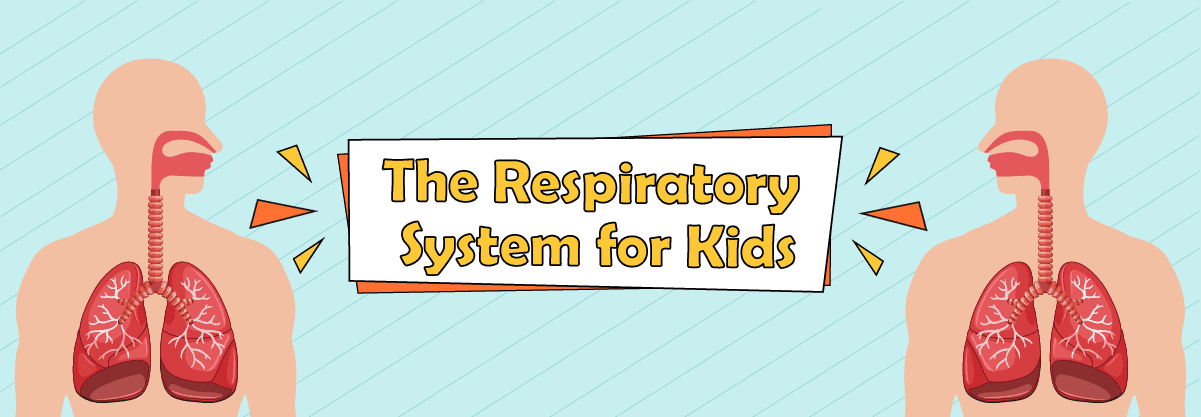 The Respiratory System: Its Parts, Functions, and 5 Fun Facts