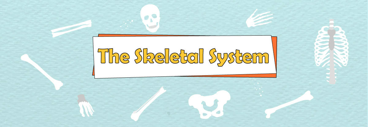 Skeletal System: Parts, Function, and 5 Fascinating Facts