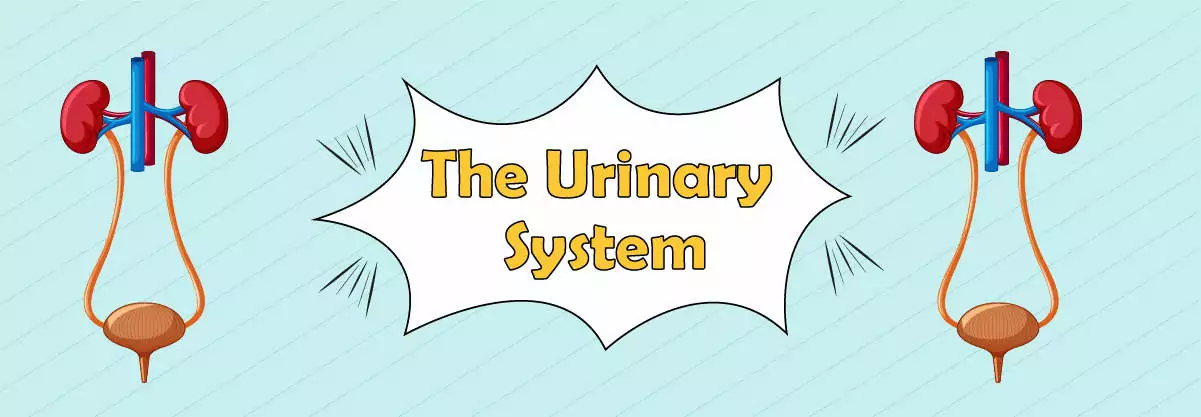 Urinary System: Parts, Function, and 5 Fun Facts