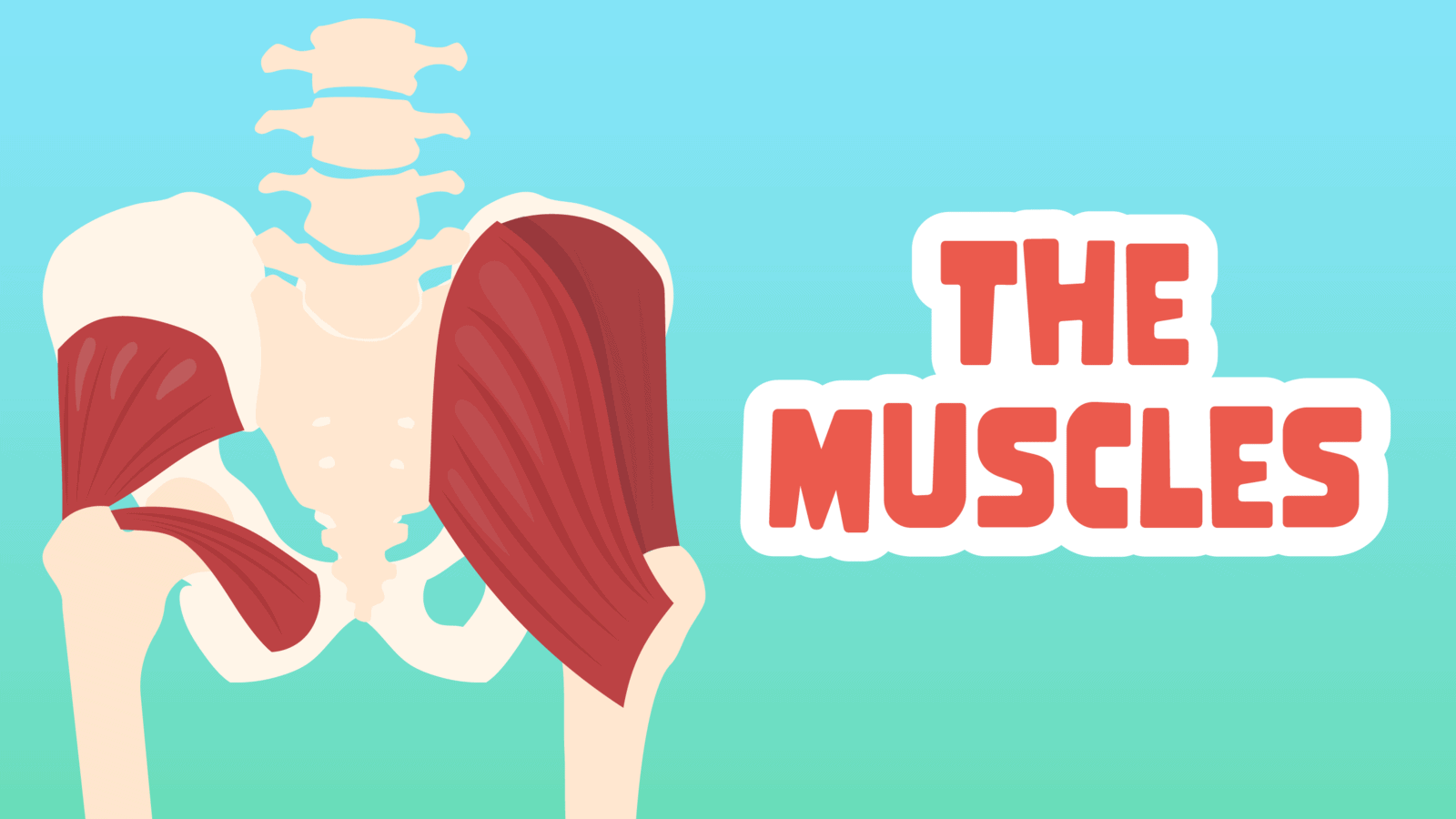 Muscles Facts for Kids – 5 Magnificent Facts about Muscles