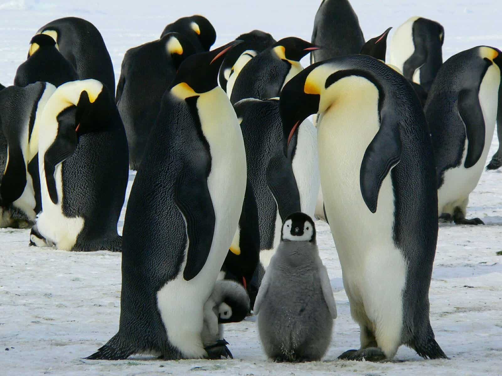 Tuxedo Penguins, penguins LearningMole