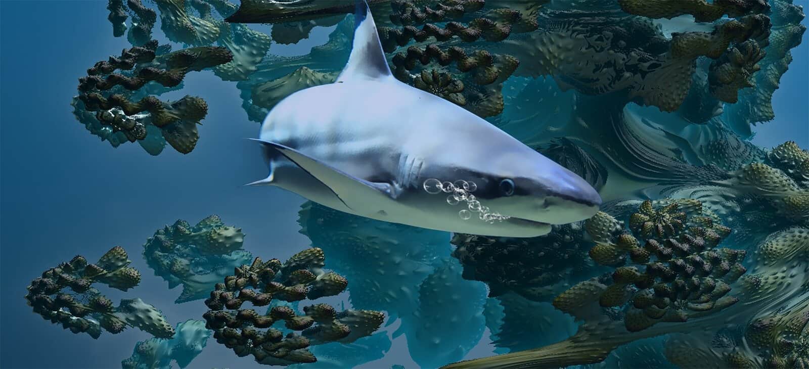 Sharks 13 Types Of And Top