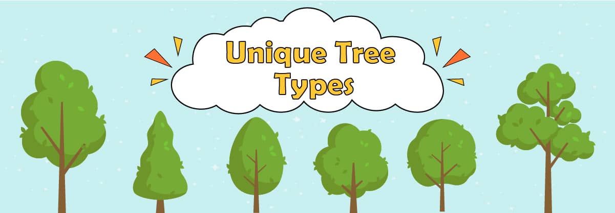 Top 6 Unique Tree Types
