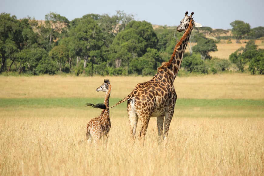 Land Animals From Africa and South America,Giraffe,Capybara,Baboon LearningMole