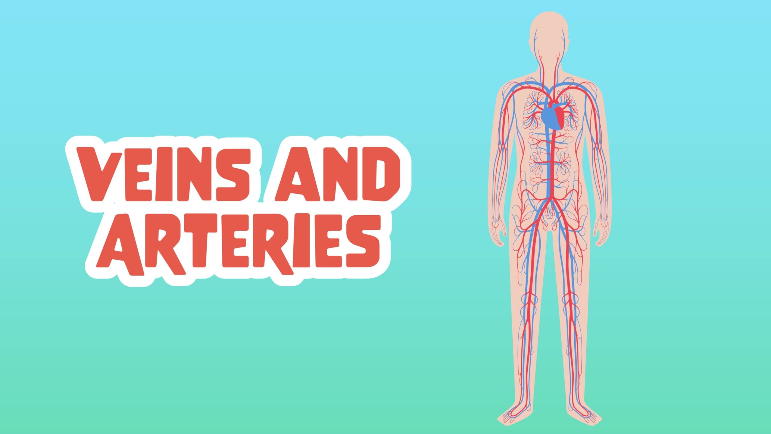 Veins and arteries