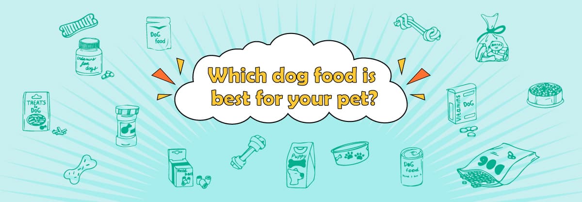 Which Dog Food is Best for Your Pet?