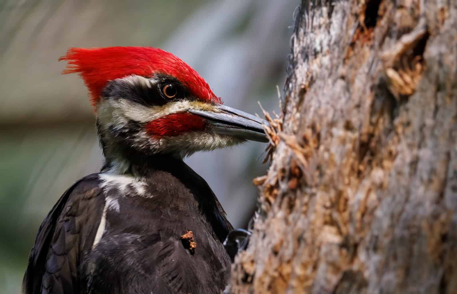 Woodpecker LearningMole