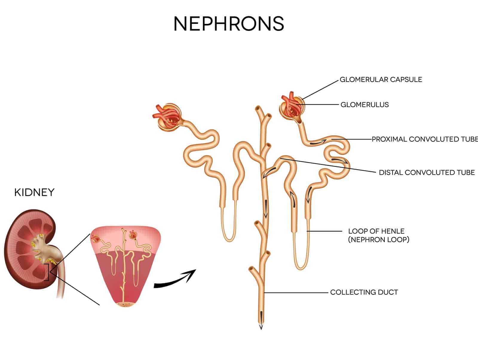 The nephron. The urinary system.