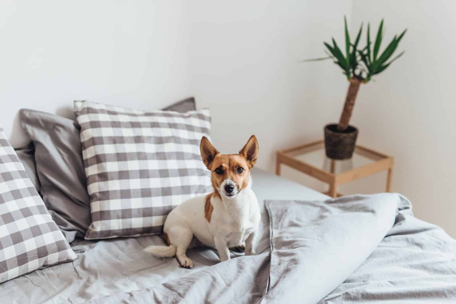 Which is the best food to feed your dog  - Adorable dog in bed