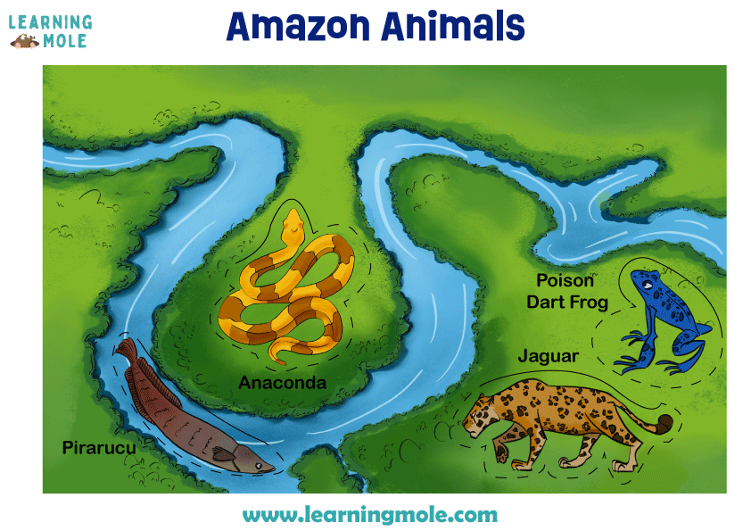 amazon-river-animals
