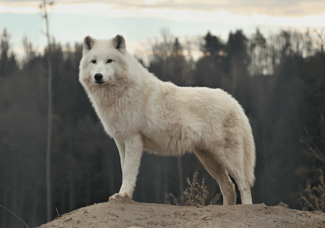 arctic wolves for kids