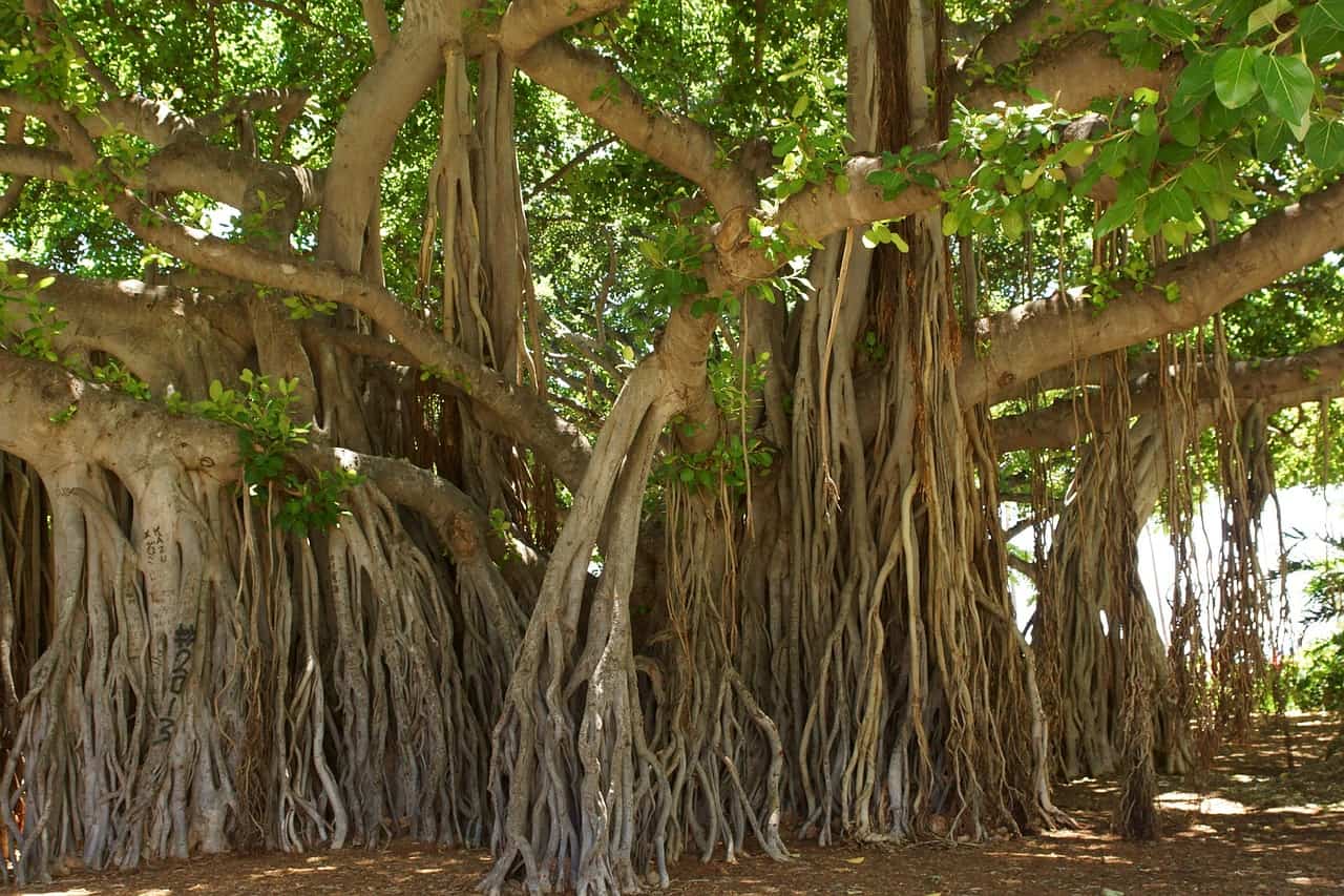 Banyan Trees