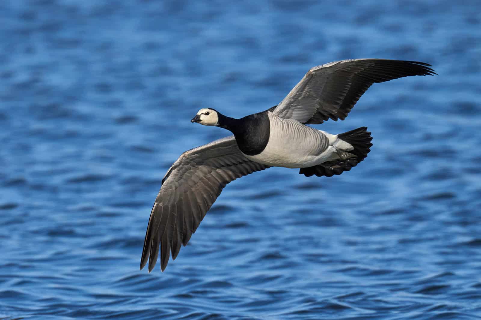 Barnacle goose in its natural habitat in Denmark