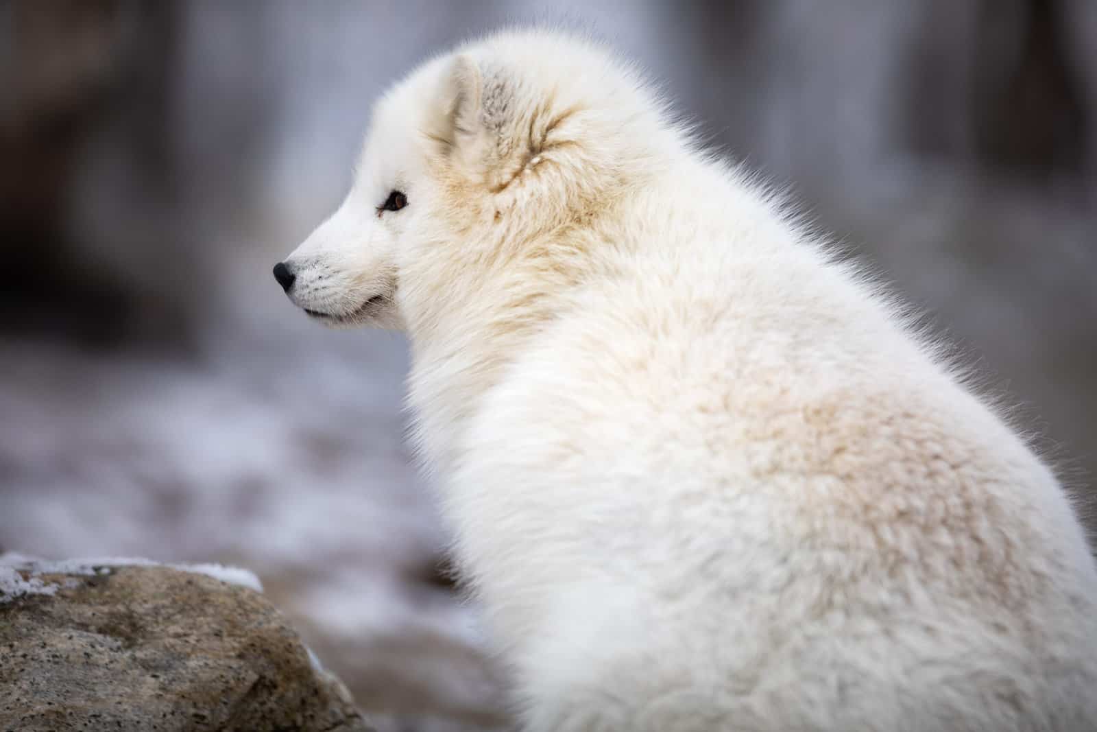 Polar Animals: 28 incredible Animals