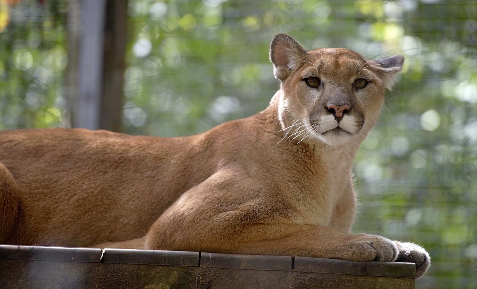 Everything About Cougars and How They Are Related to Pumas and Mountain Lions