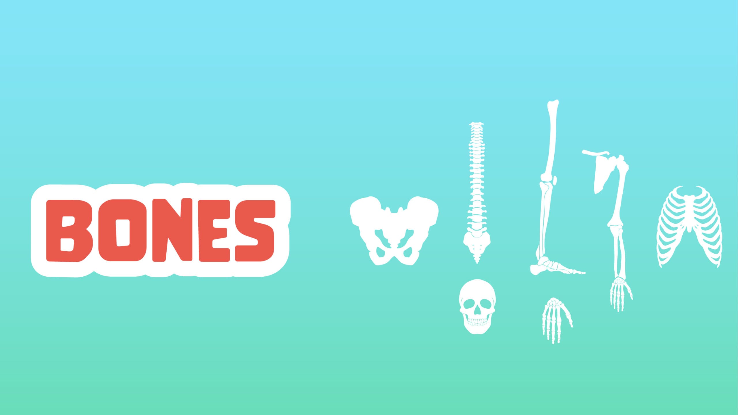 Bones Facts for Kids – 5 Backbone Facts about Bones