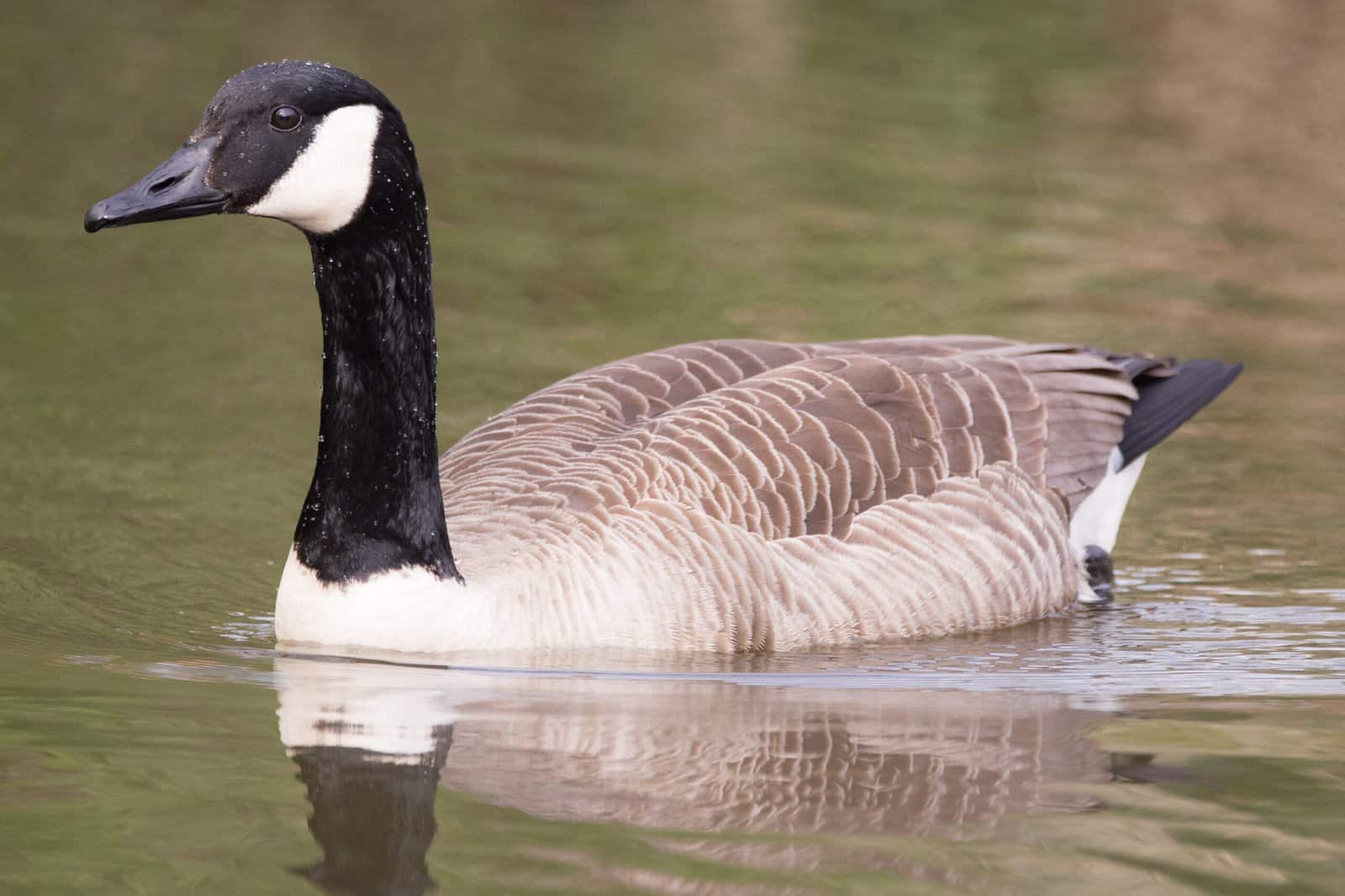Goose: 9 Super Facts about the Migratory Bird