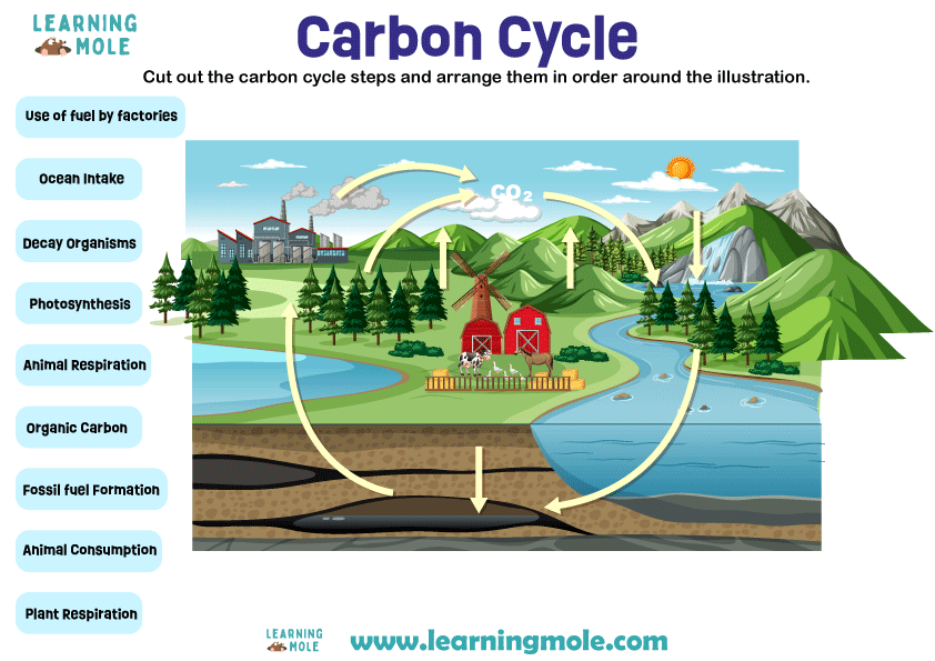 carbon-cycle 