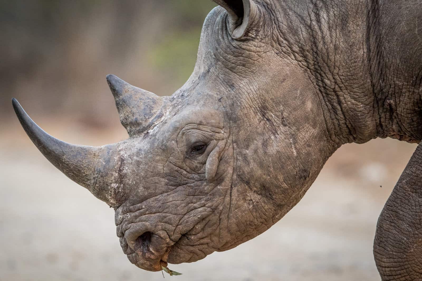 Close up of a Black rhino head in the Kruger.