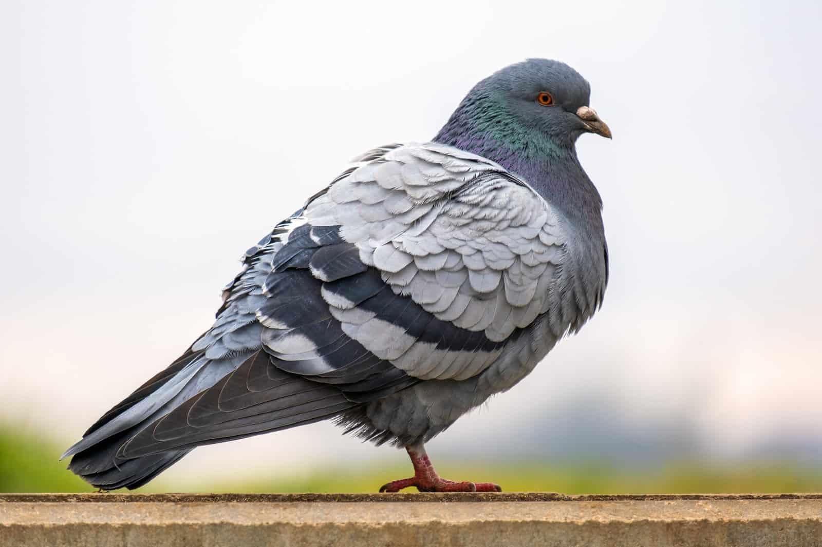 Pigeons: 10 Superb Facts