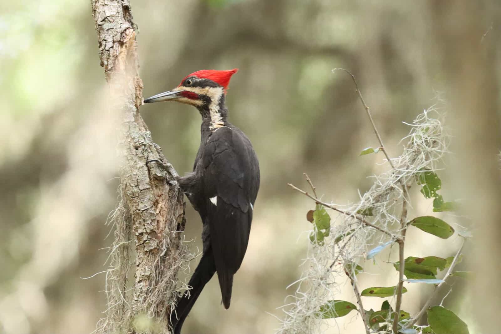 Ivory Billed Woodpecker for Kids