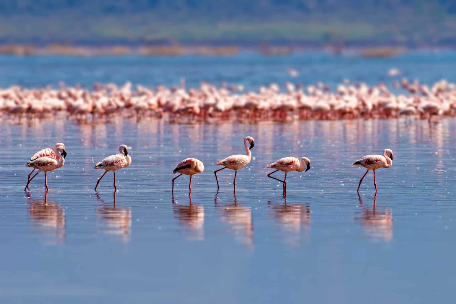 Your 101 Guide to The Flamingos’ Life: All You Need to Know About The Dazzling Pink Birds
