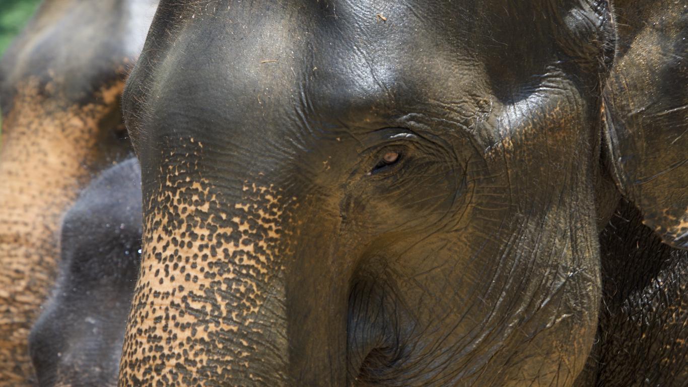 Animals of Asia