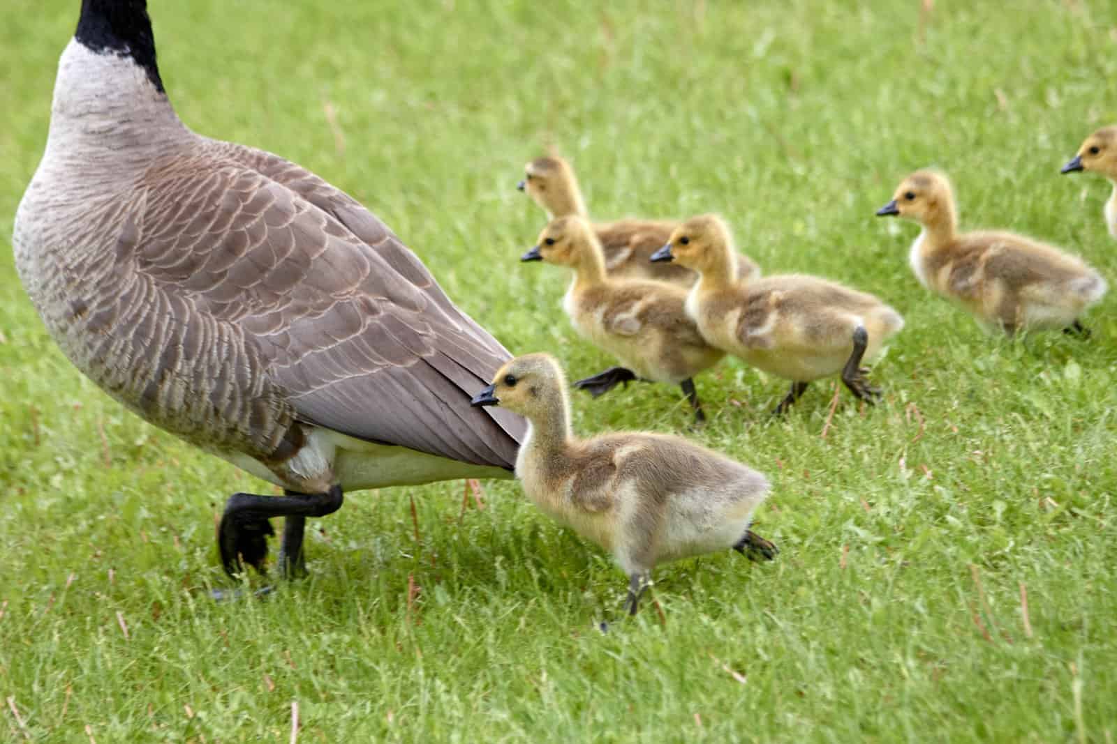 Goslings and Mom