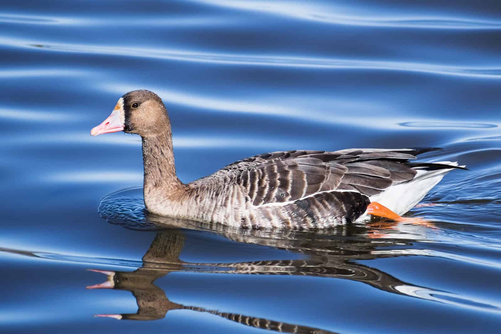 Close up of Greater White-fronted Goose (Anser albifrons) swimmi