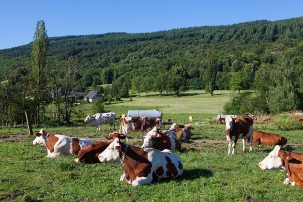 farms,cow LearningMole