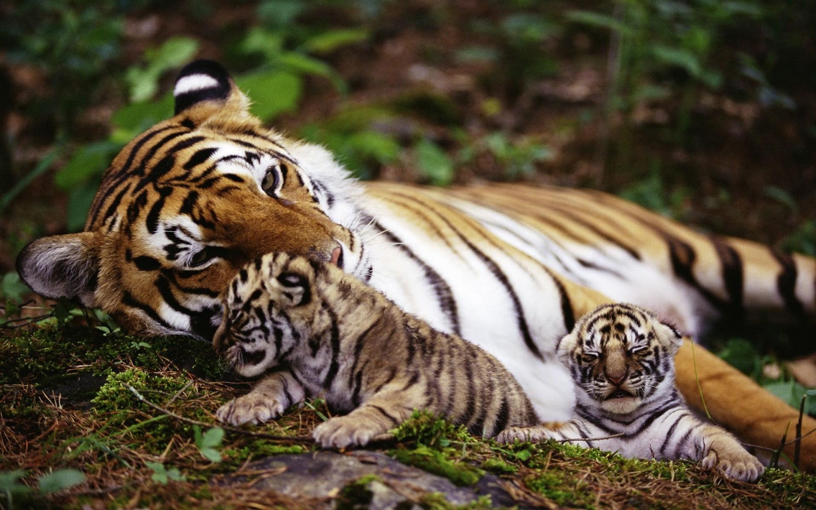 Animals of Asia