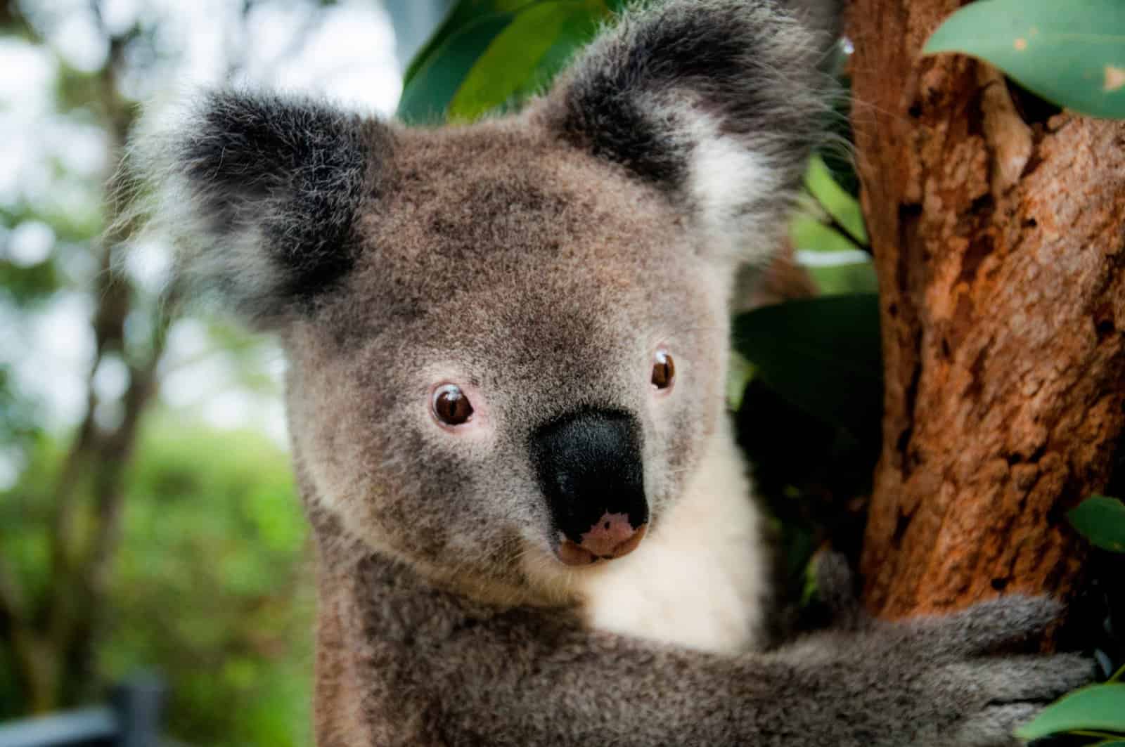 Facts about Koalas for Kids