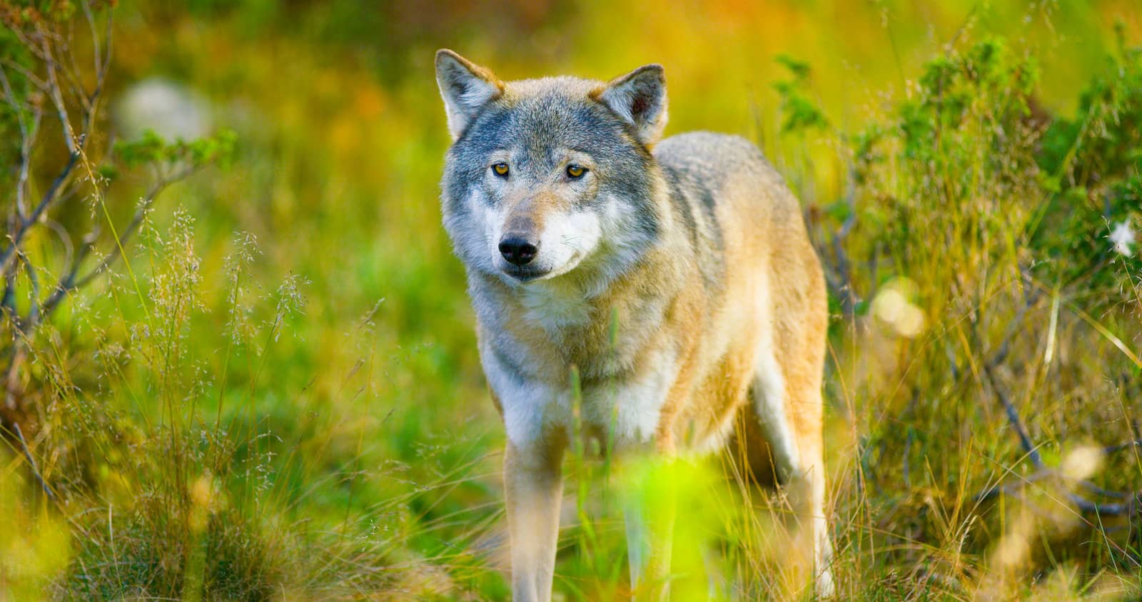 Wolf Facts for Kids