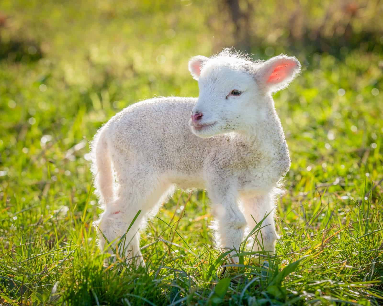 Baby Lamb in a Field