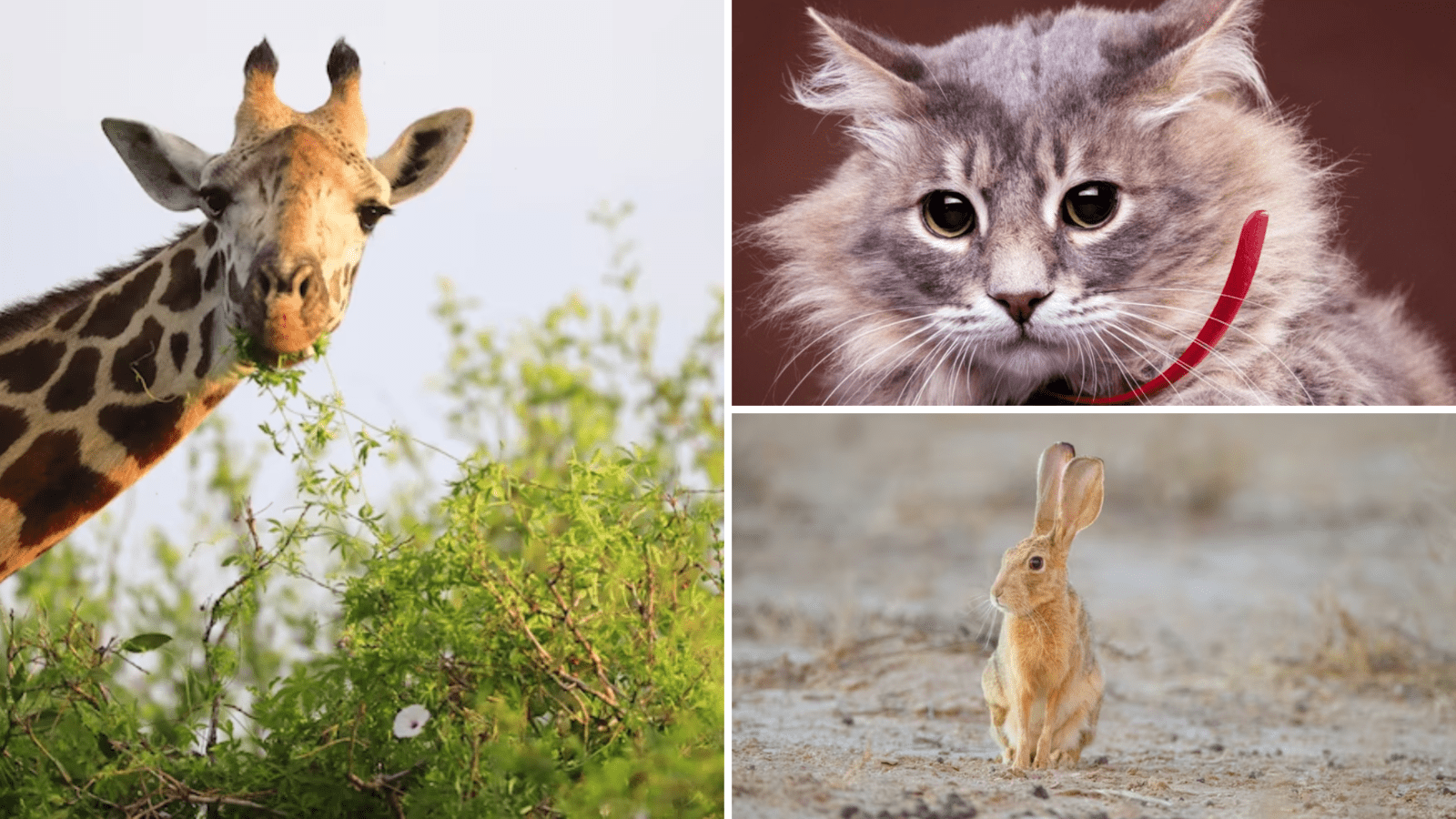 Learn about 12 Majestic Organs Found in 12 Extraordinary Animals – Part 1