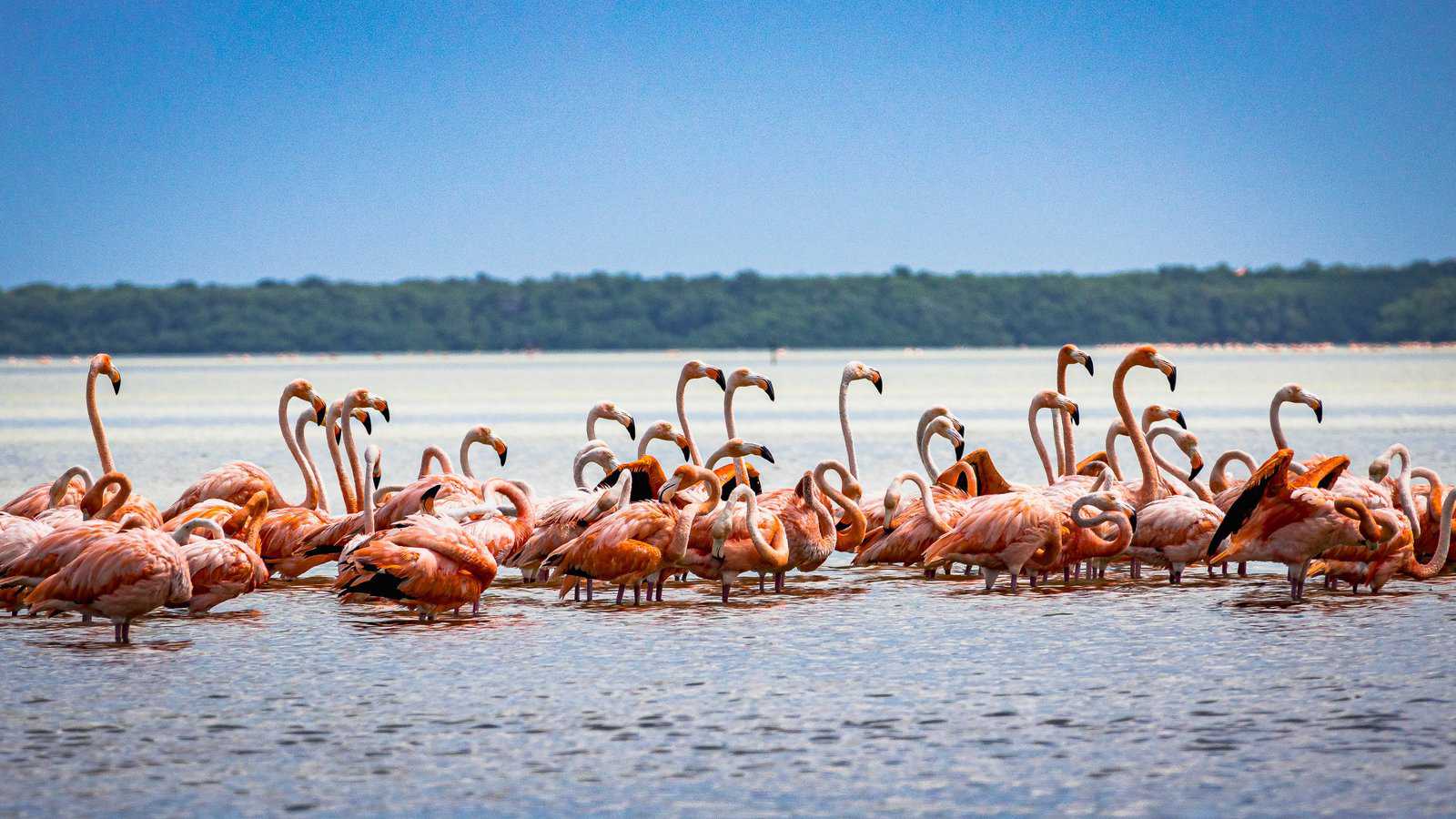 Flamingos LearningMole