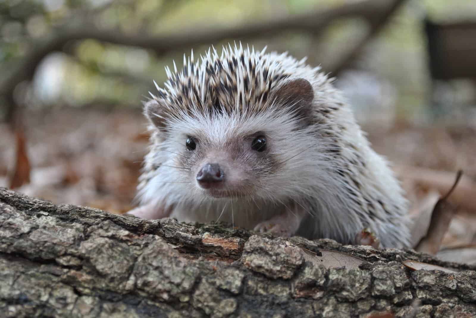 Hedgehogs Facts for Kids LearningMole