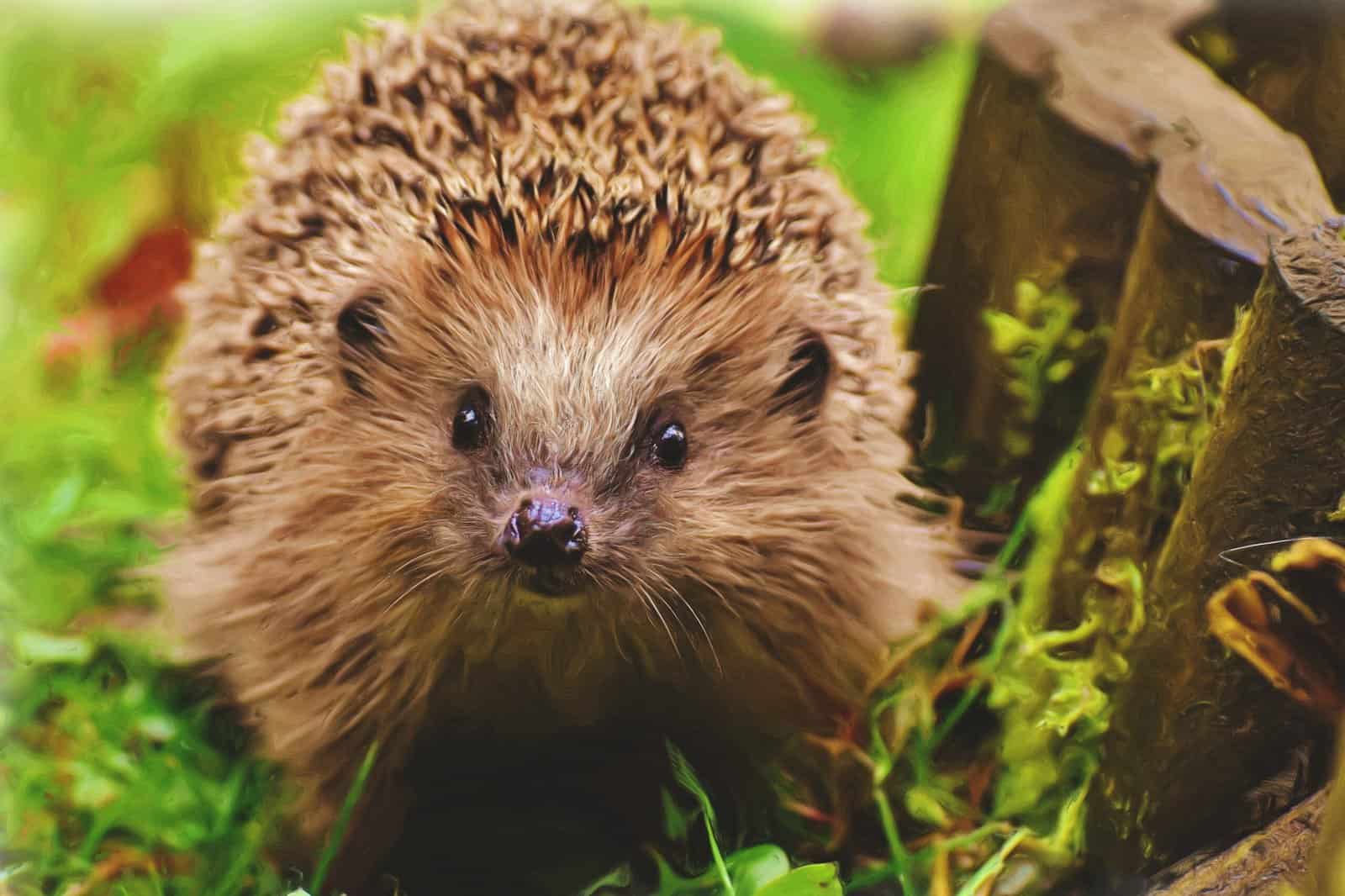 Hedgehogs Facts for Kids – 5 Brilliant Facts about Hedgehogs