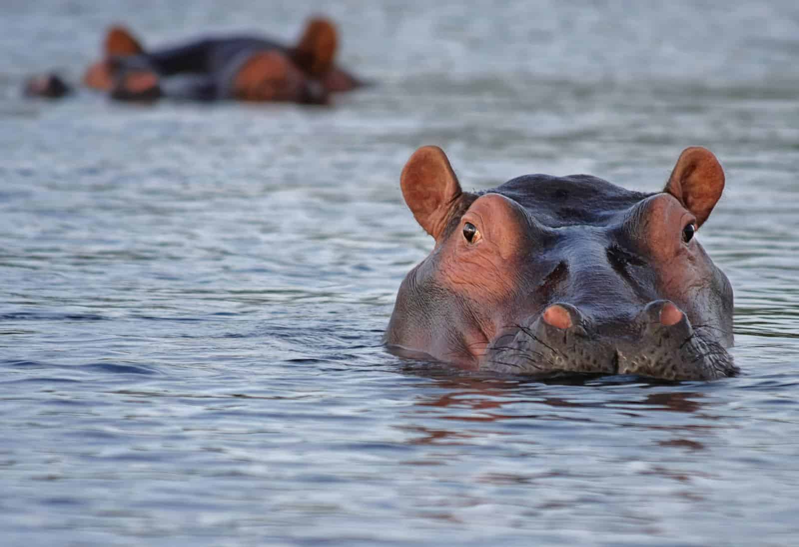 Hippos for Kids