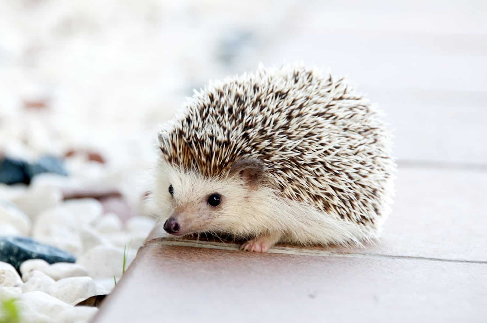 Hedgehogs Facts for Kids