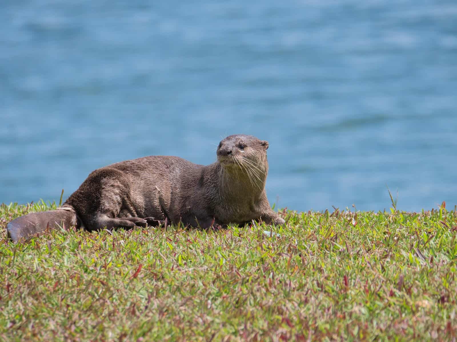 Differences Between River Otters and Sea Otters