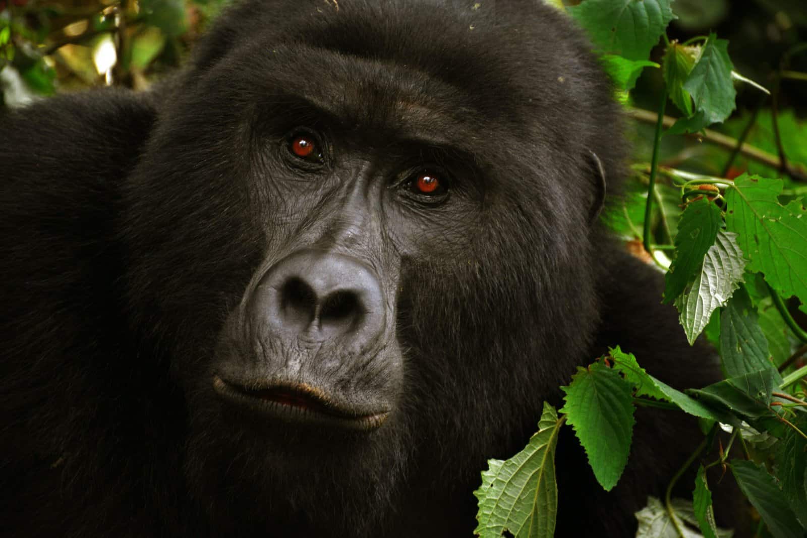 Gorillas Facts for Kids – 5 Great Facts about Gorillas