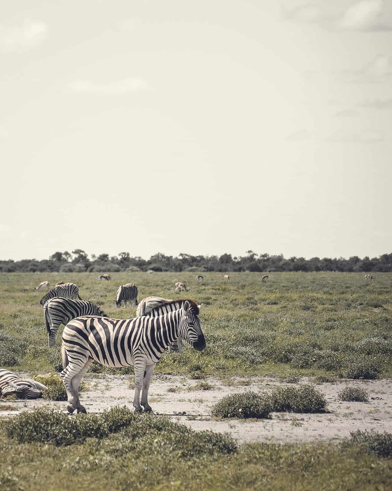 Quagga Amazing Facts for Kids about Zebra's Extinct Cousin LearningMole